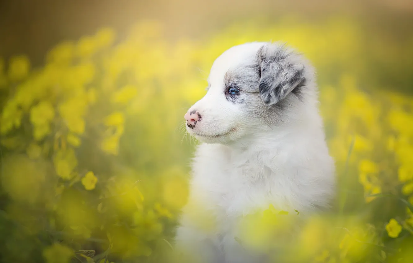 Photo wallpaper flowers, dog, puppy, bokeh, The border collie