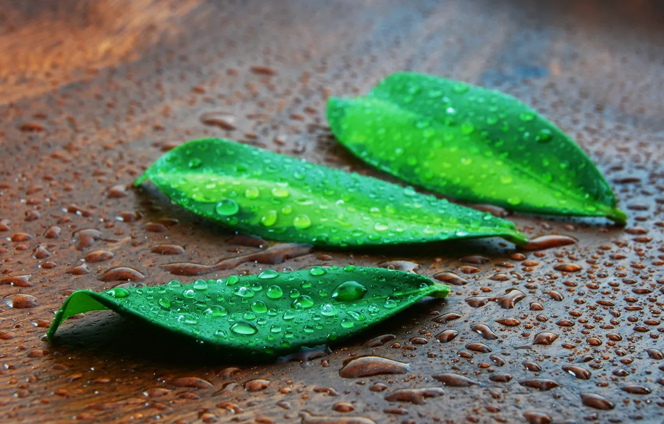 Photo wallpaper green, photography, nature, leaves, drops, cool, nice, colurs