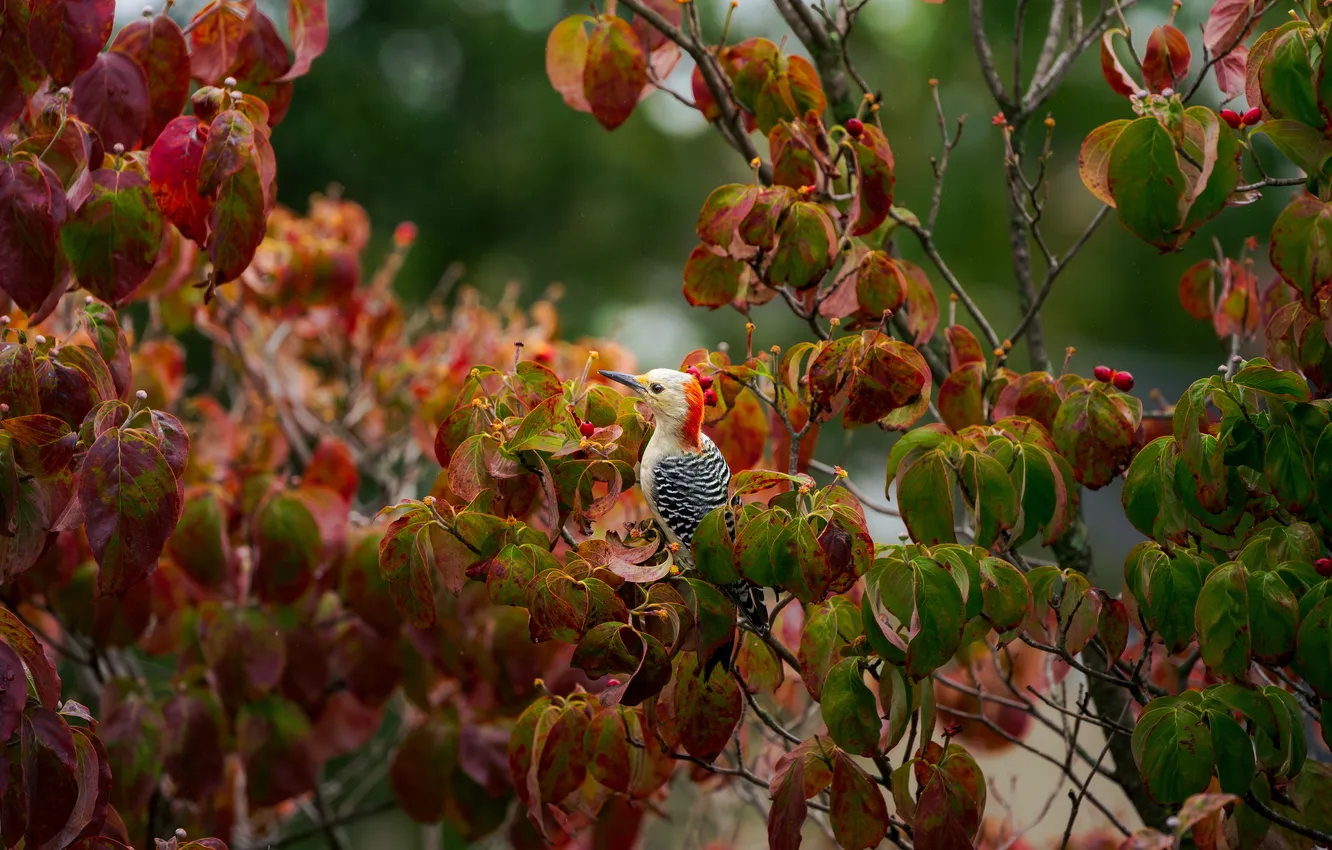 Photo wallpaper autumn, branches, bird, foliage, woodpecker, bokeh, woodpecker Golden