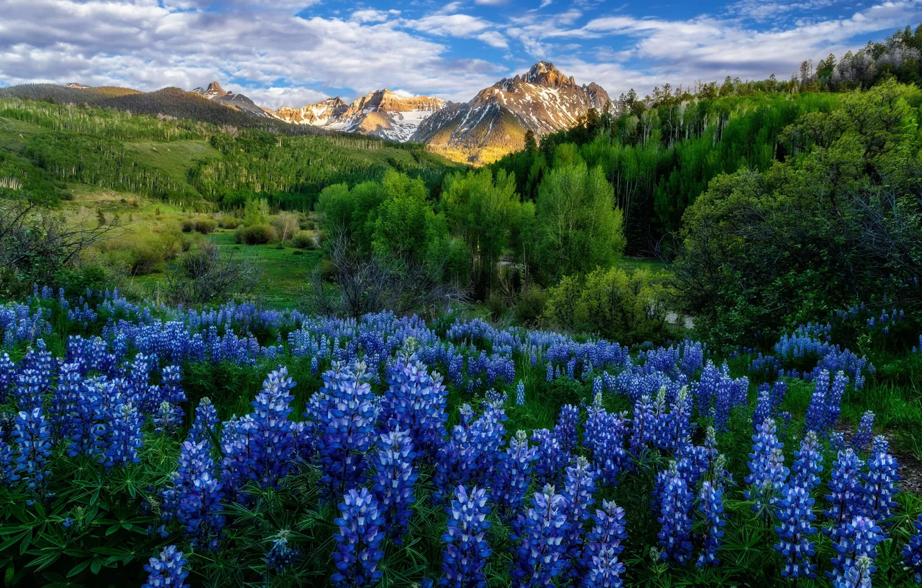Photo wallpaper forest, flowers, mountains, lupins