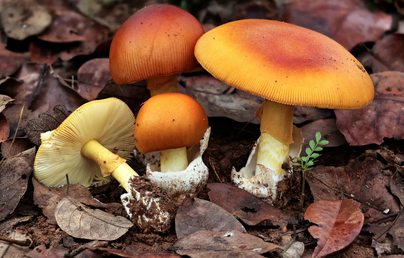 Photo wallpaper mushrooms, Amanita, family, amanita mafingensis