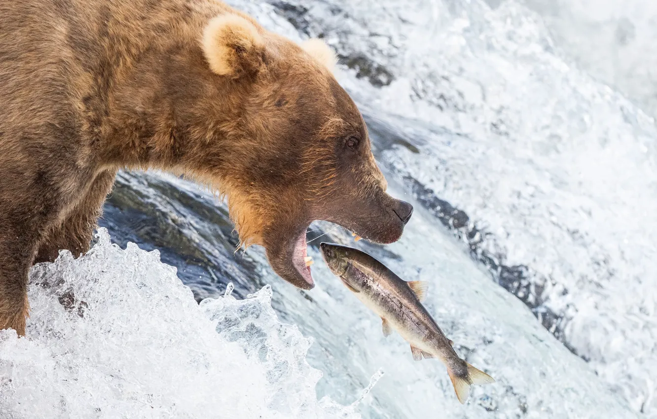 Photo wallpaper water, river, fishing, fish, bear, mouth, grizzly, trout