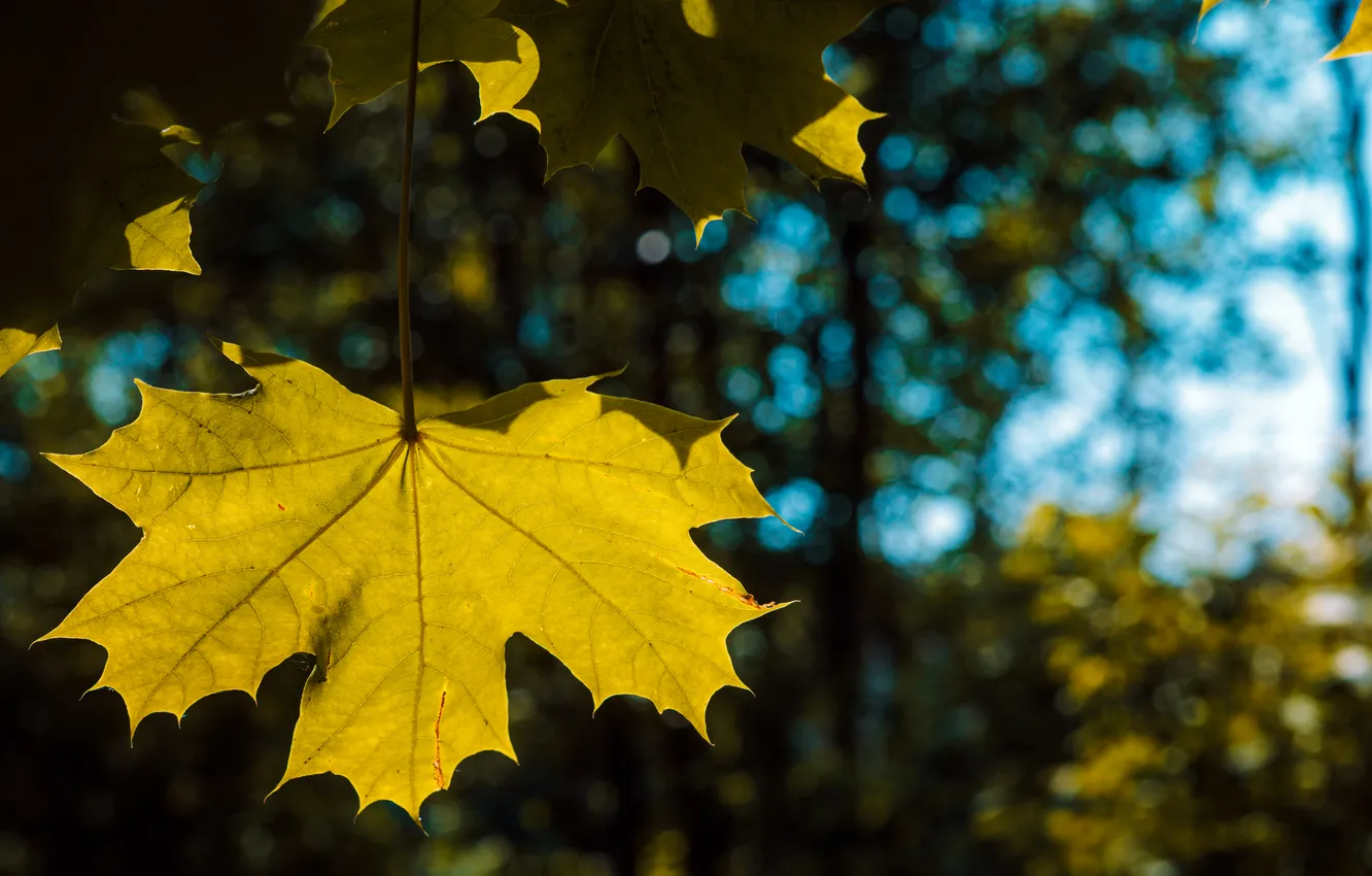 Photo wallpaper summer, leaves, the sun, maple