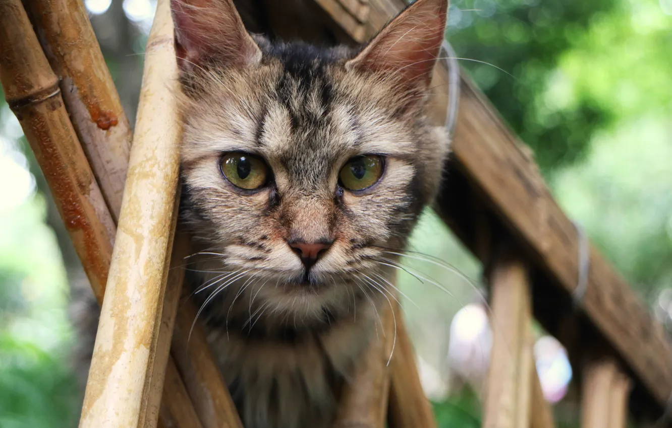 Photo wallpaper cat, cat, look, muzzle