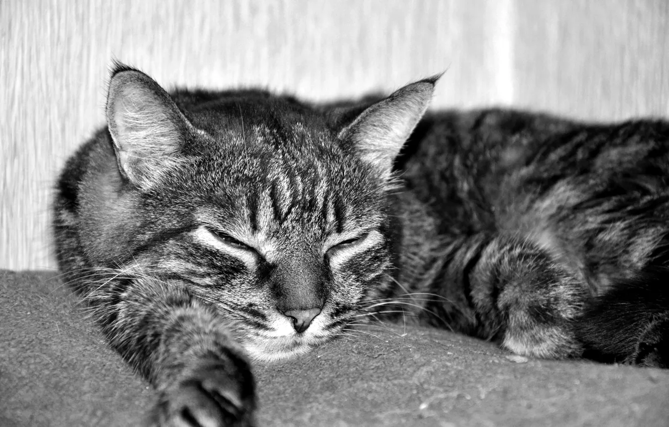 Photo wallpaper cat, stay, sleep, towel, chest, black and white.