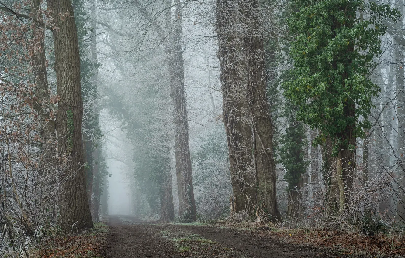 Photo wallpaper winter, road, forest