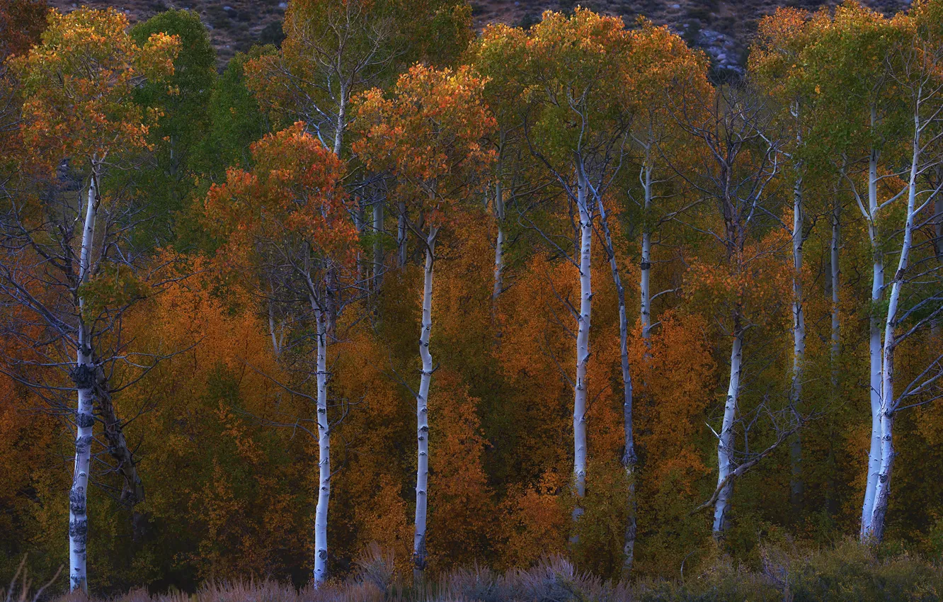 Photo wallpaper autumn, forest, trees, aspen