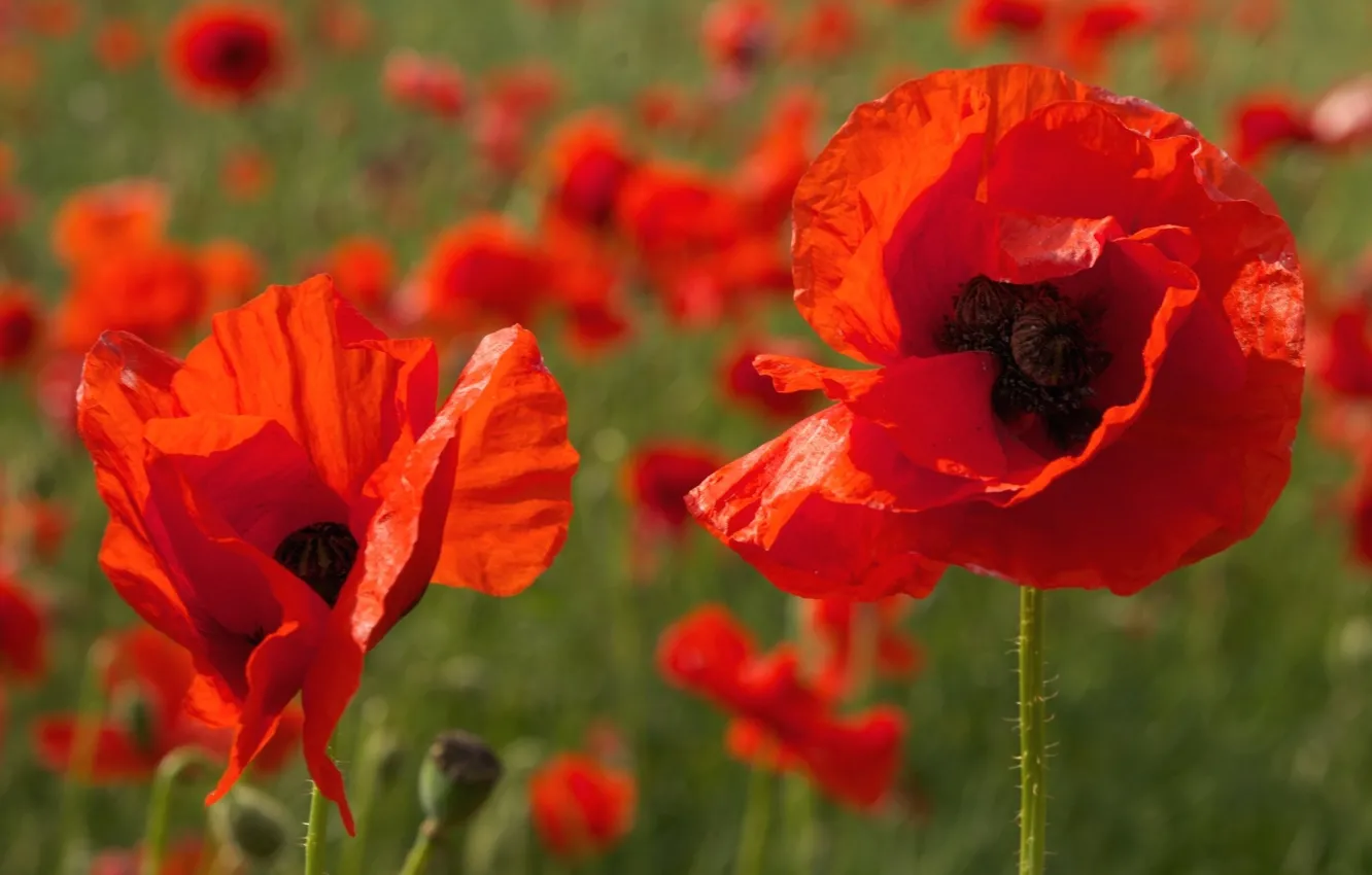 Photo wallpaper field, macro, Maki, petals, meadow