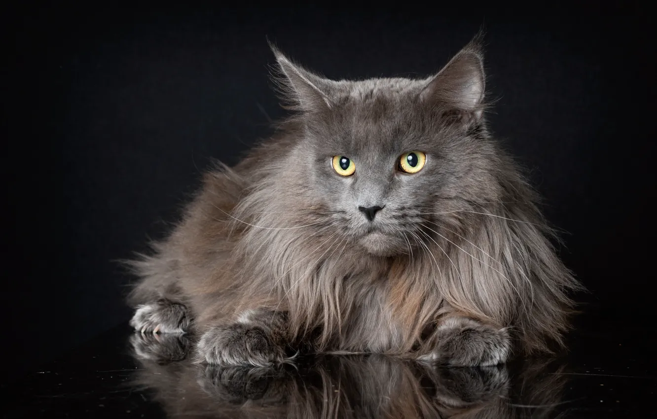 Photo wallpaper cat, look, fluffy, the dark background, cat, Maine Coon