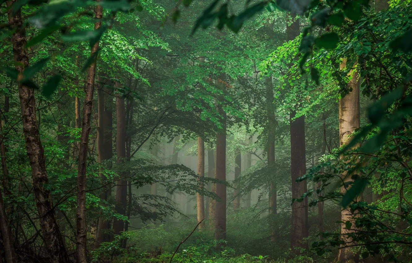 Photo wallpaper forest, green, lush