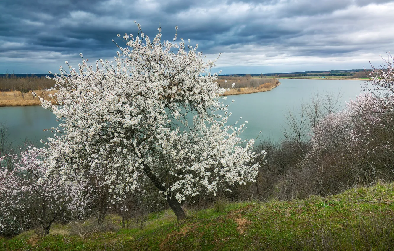 Photo wallpaper trees, nature, river