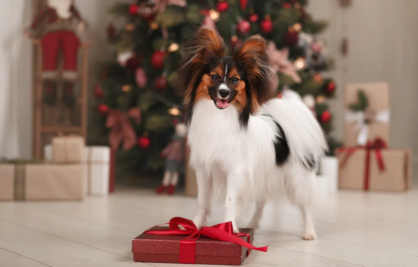 Photo wallpaper look, nature, pose, dog, face