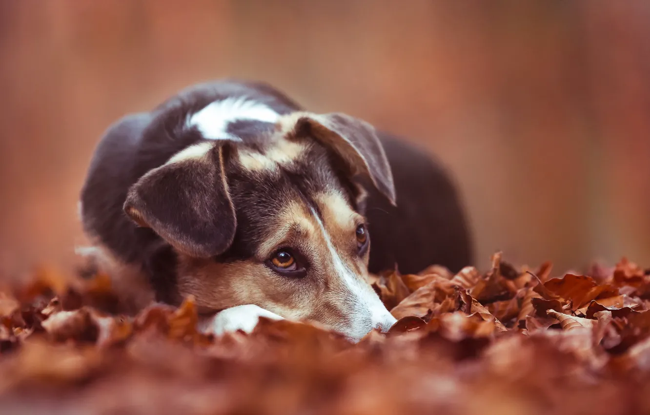 Photo wallpaper autumn, look, each, dog