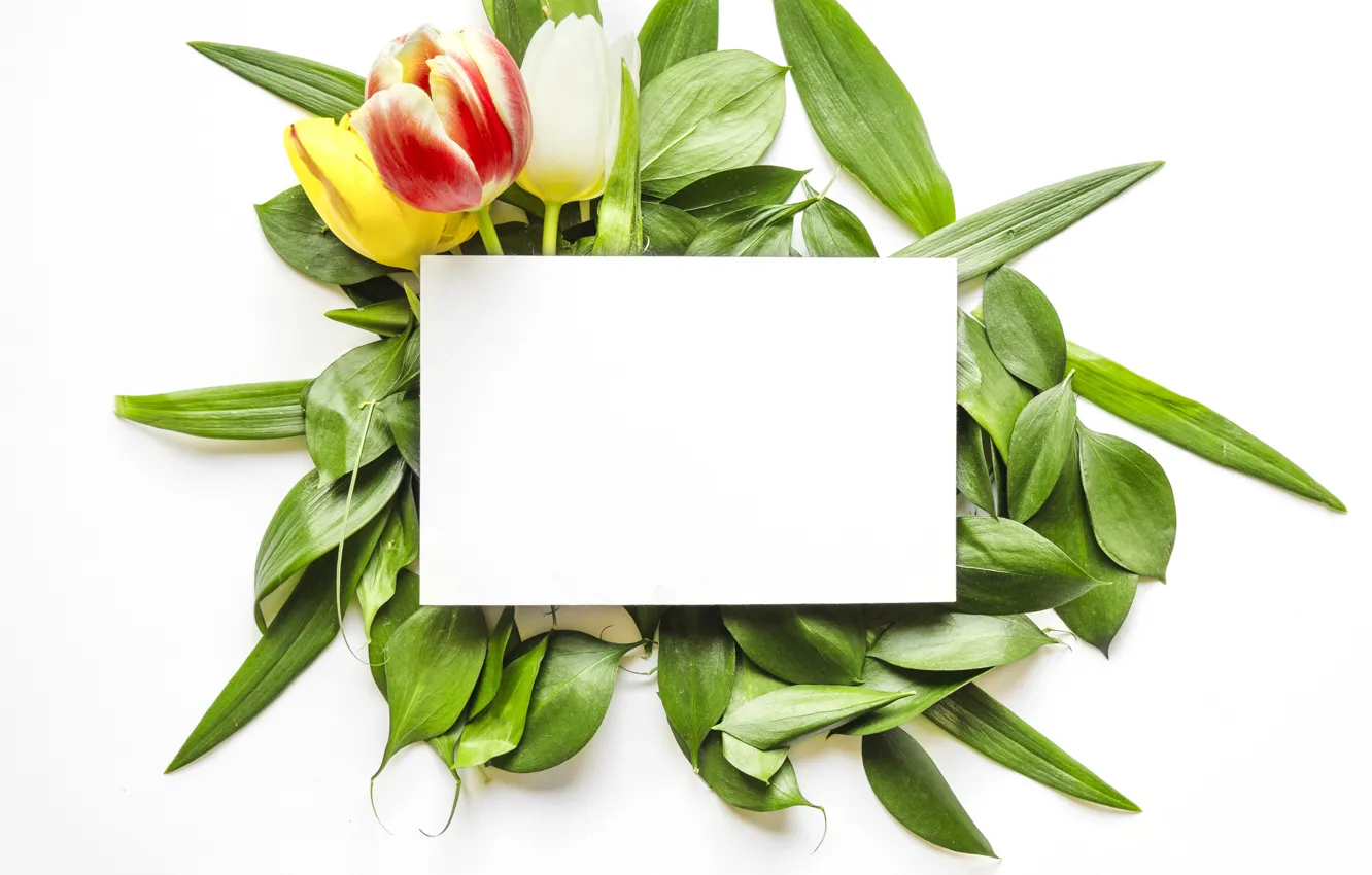 Photo wallpaper flowers, bouquet, tulips, leaves, tulips, paper, sheet
