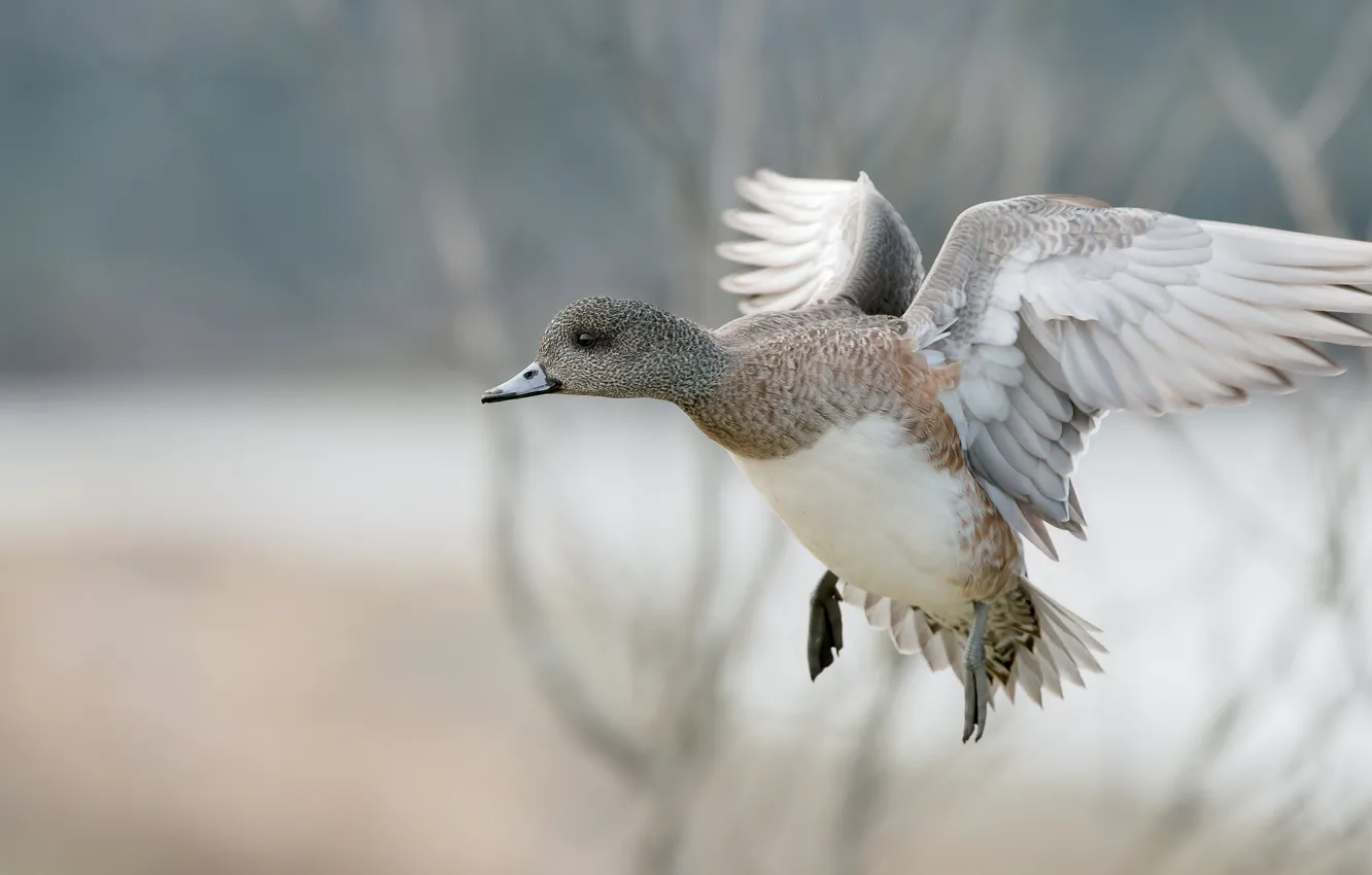 Photo wallpaper flight, bird, duck