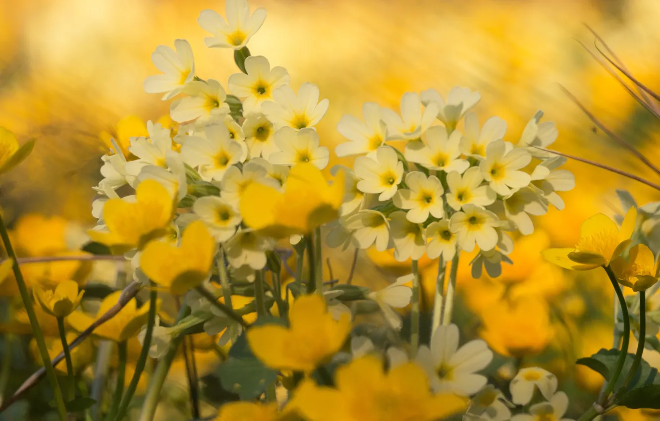 Photo wallpaper yellow, spring, meadow, buttercups, Primula