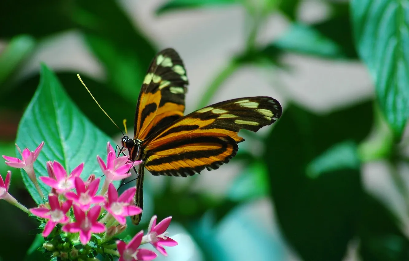 Photo wallpaper flowers, macro, butterfly, wings, beautiful, closeup, butterfly on a flower