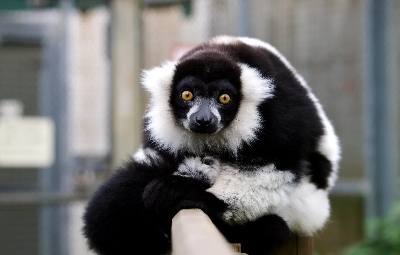 Photo wallpaper background, post, blur, the primacy of, mammalian, black-and-white ruffed lemur