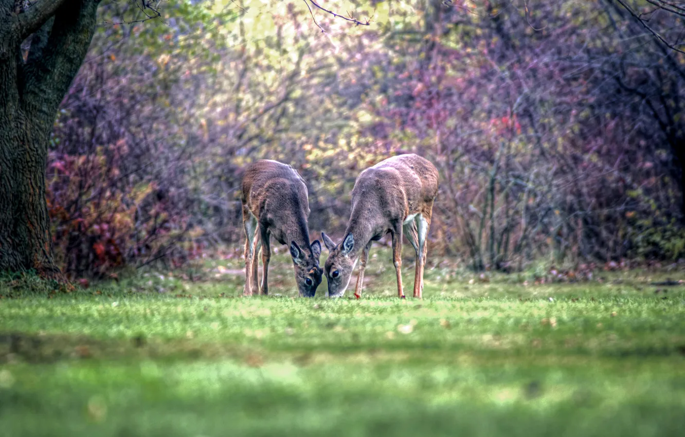 Photo wallpaper forest, nature, two, Lani
