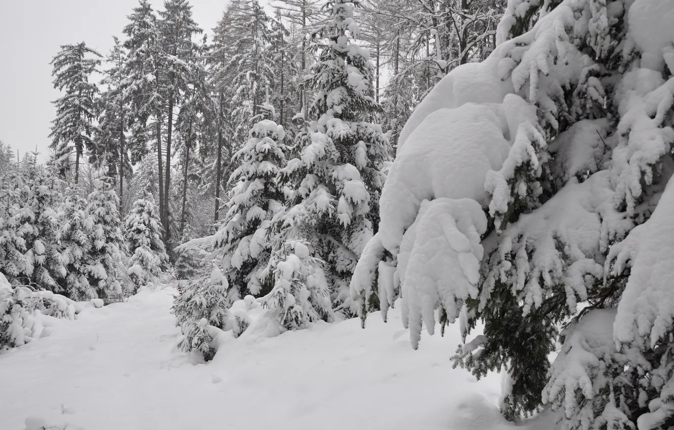 Photo wallpaper winter, forest, snow, trees, spruce, coniferous