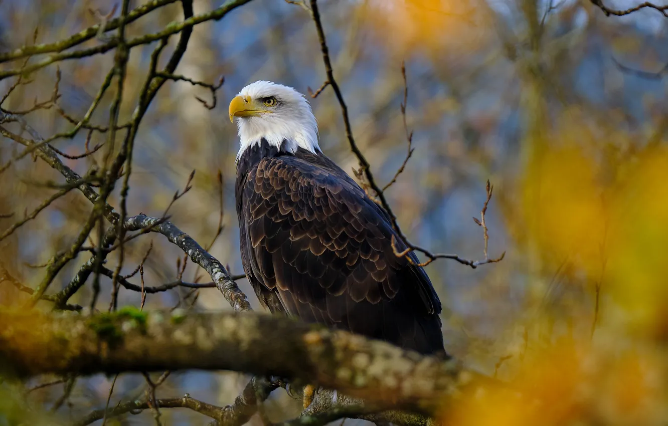 Photo wallpaper branches, bird, Bald eagle