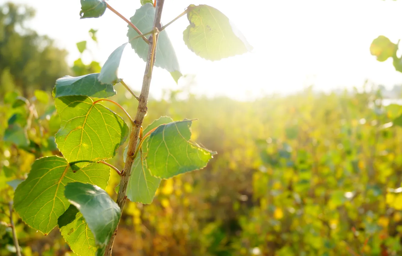 Photo wallpaper sand, beach, grass, water, the sun, macro, nature, Rosa