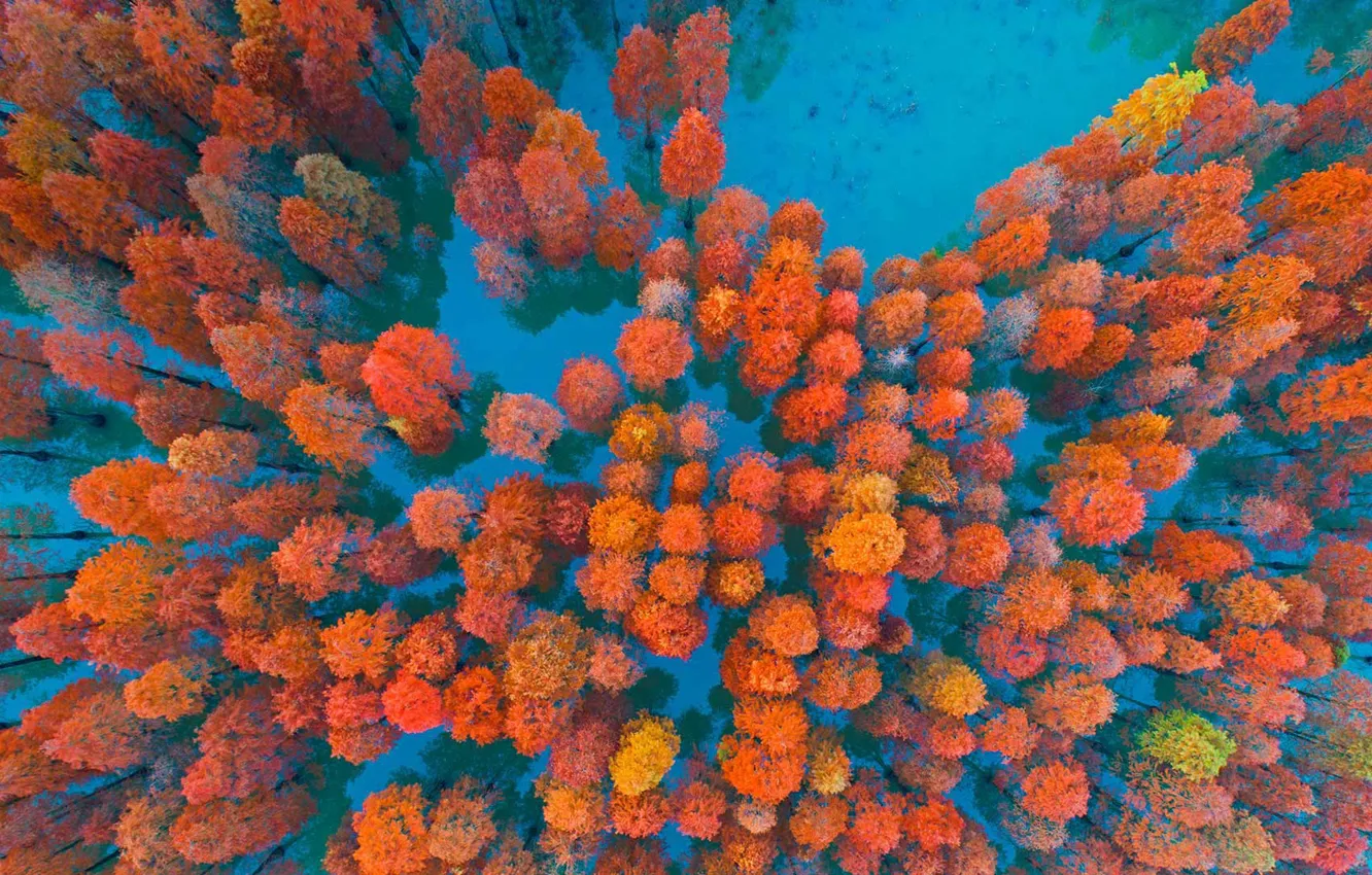 Photo wallpaper autumn, trees, China, Zimaling Park, Zhongshan