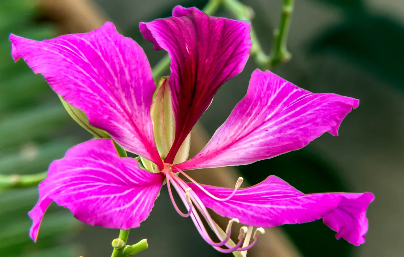 Photo wallpaper flowers, paint, petals, exotic