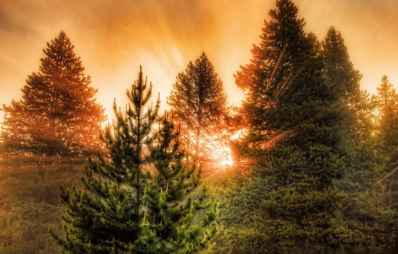 Photo wallpaper rays, light, trees