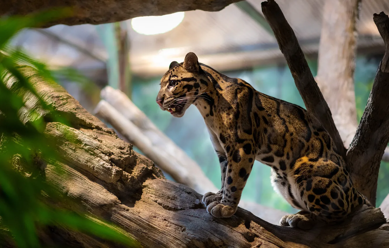 Photo wallpaper leaves, light, pose, leopard, grin, log, sitting, zoo