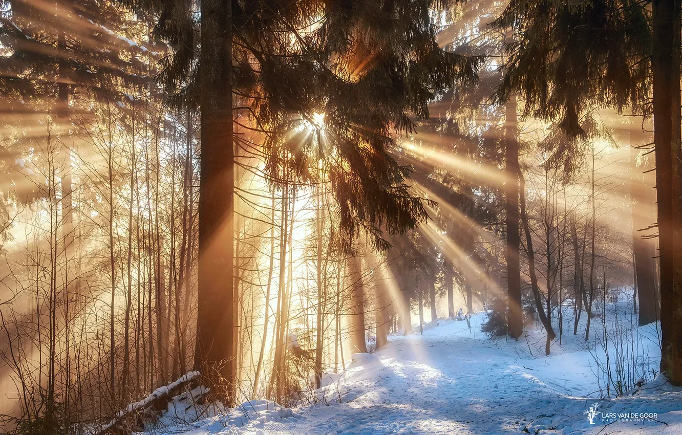Photo wallpaper winter, forest, the sun, rays, light, snow, branches, trail