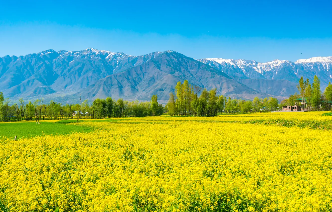 Photo wallpaper flowers, mountains, meadow, rape, rapeseed field