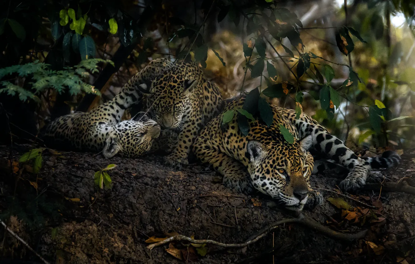 Photo wallpaper leaves, branches, nature, lies, Jaguar, cubs, mother, jaguars