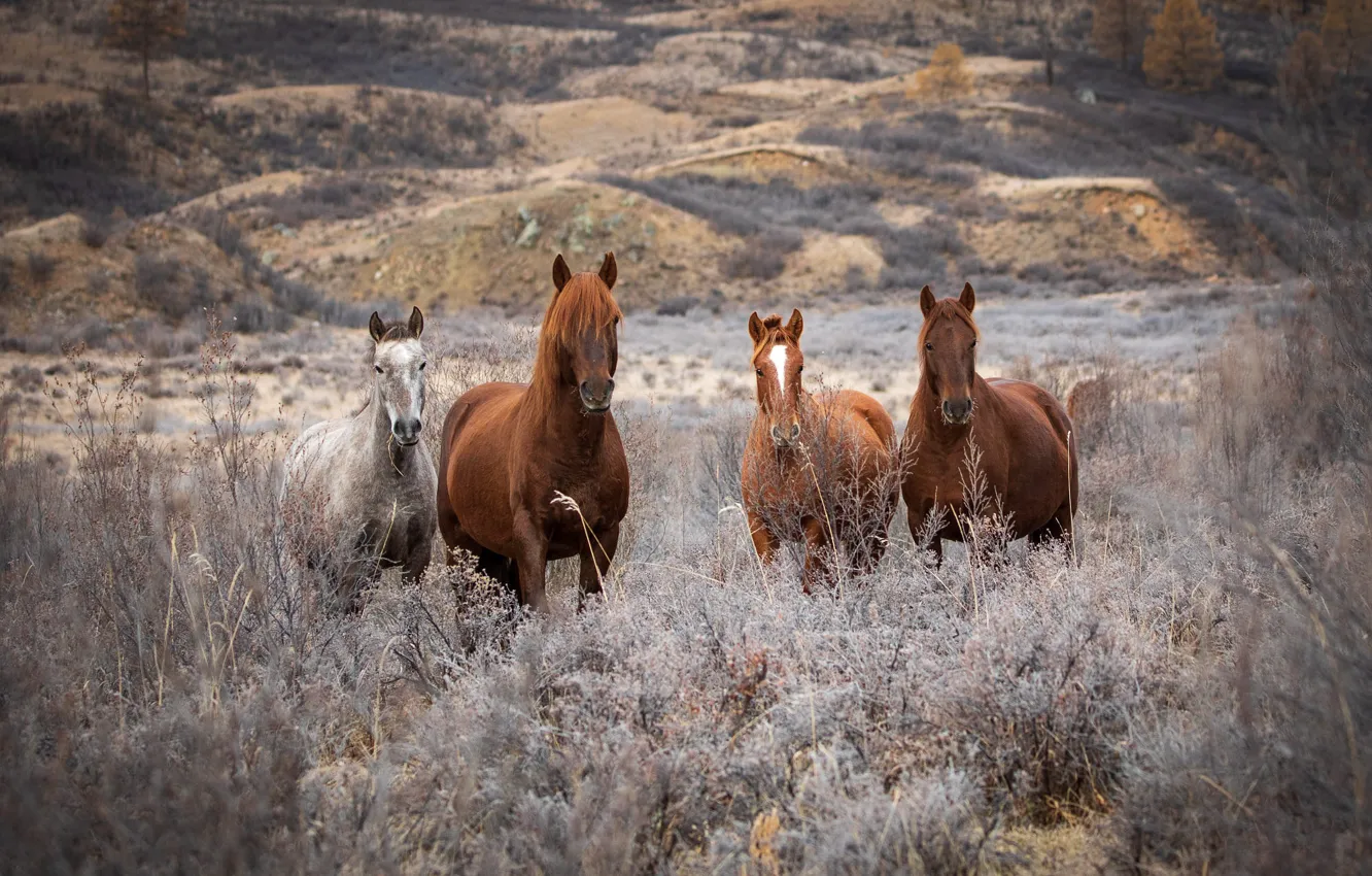 Photo wallpaper field, mountains, horse, horse, Quartet