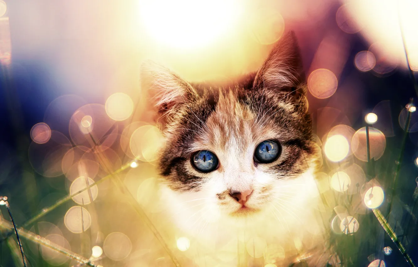 Photo wallpaper cat, cat, look, face, light, kitty, treatment, kitty