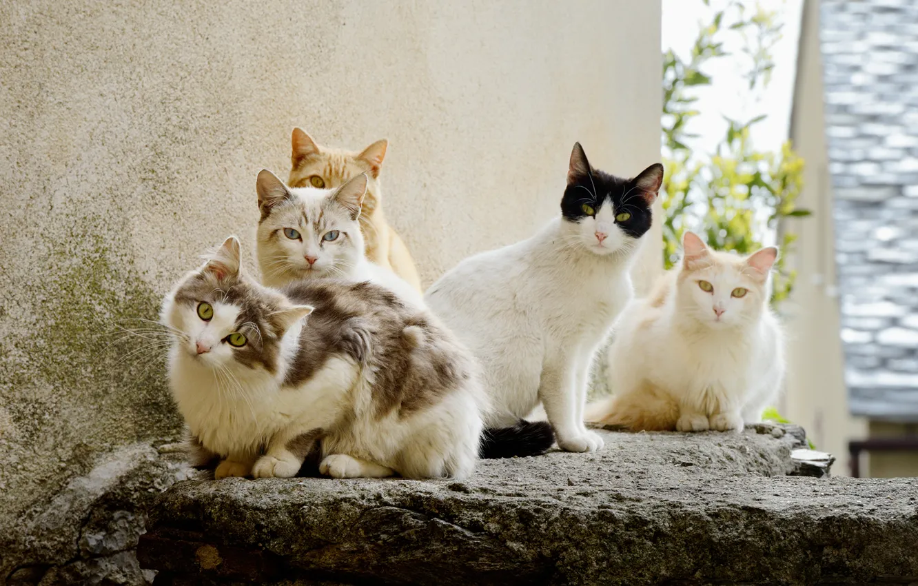 Photo wallpaper summer, look, cats, group