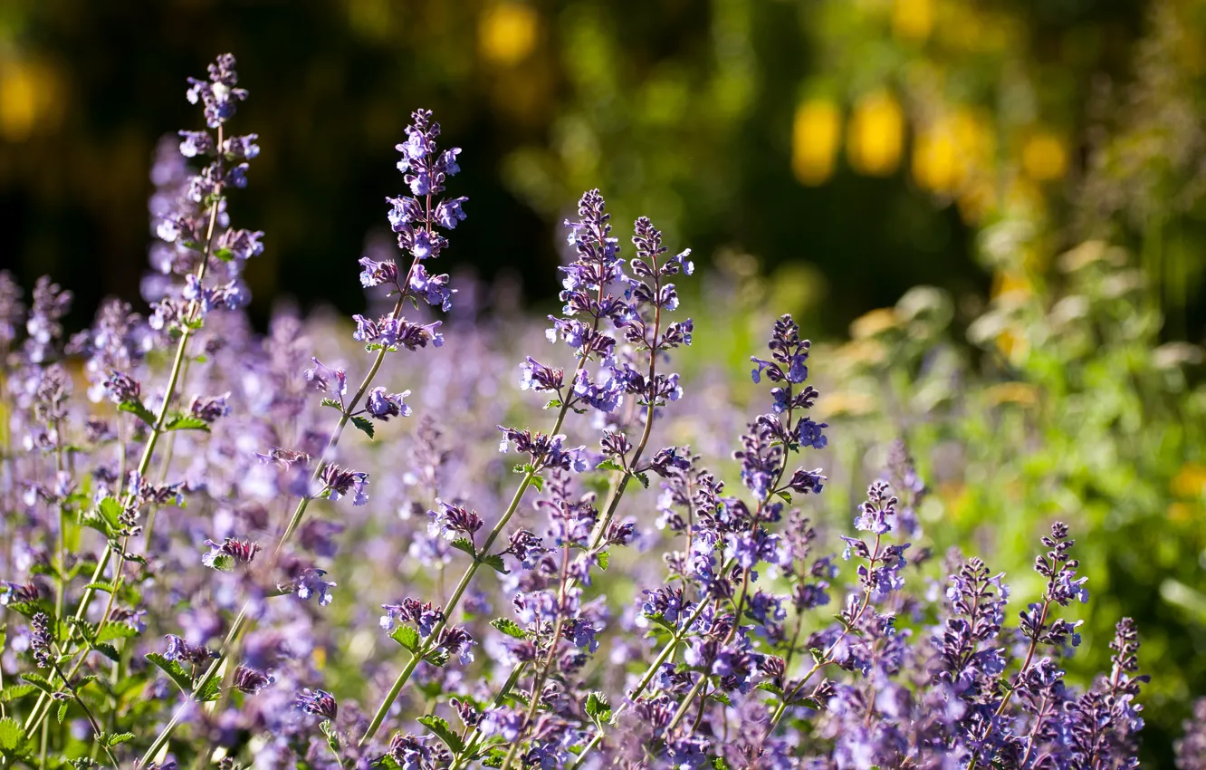 Photo wallpaper macro, meadow, lavender