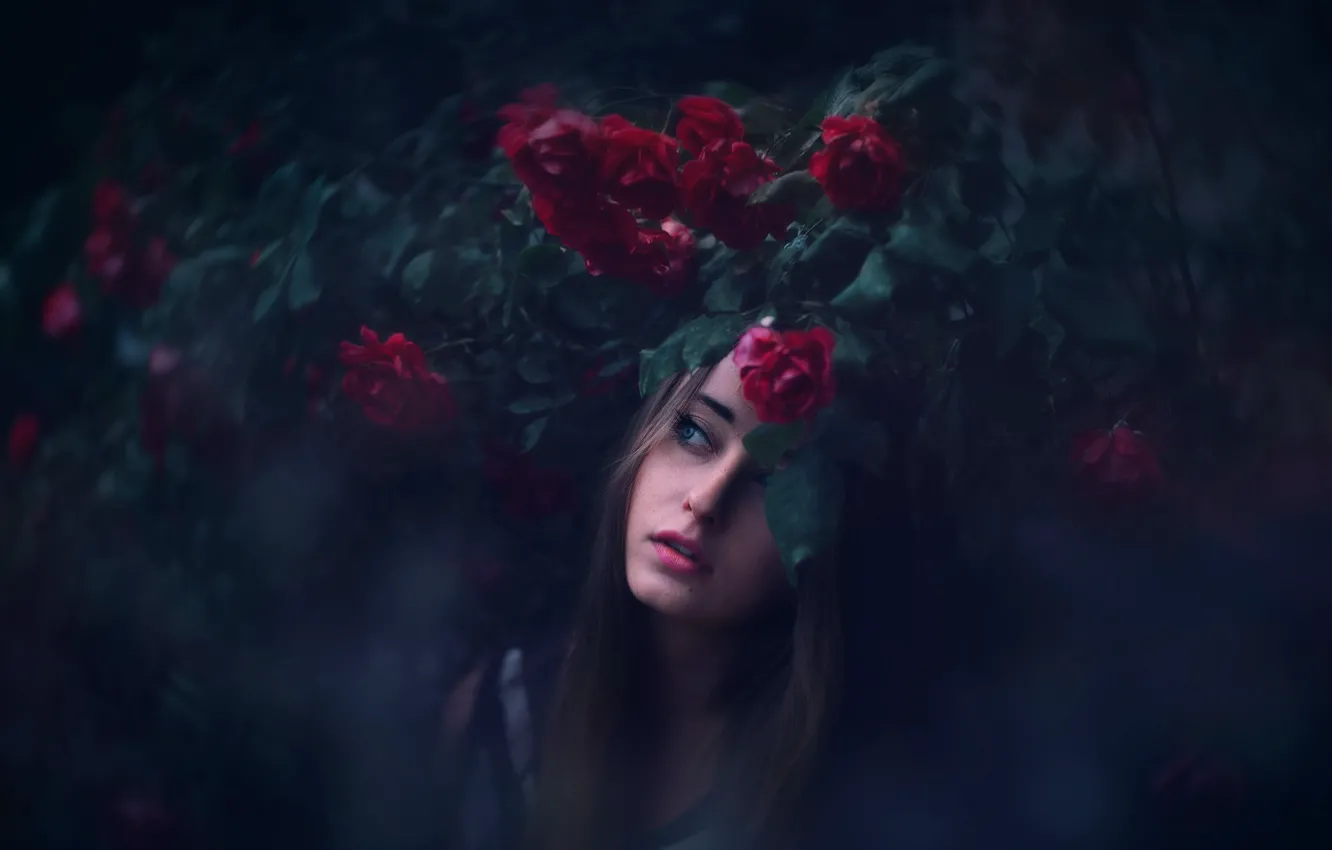 Photo wallpaper girl, roses, Lichon, Piekny