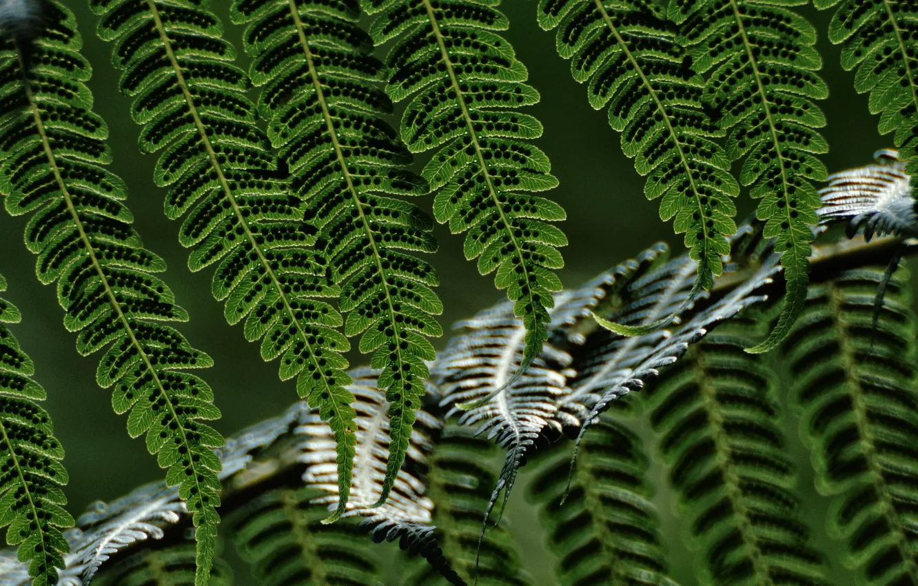 Photo wallpaper leaves, green, fern