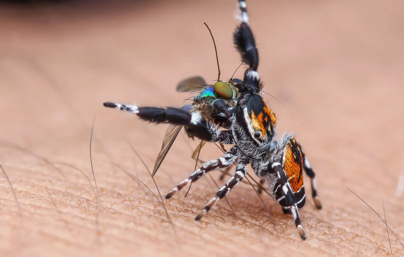 Photo wallpaper macro, background, spider, insect, mining