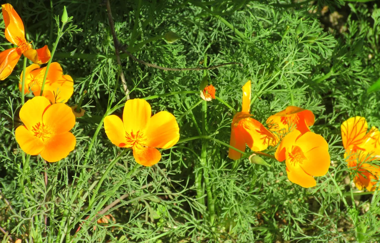 Photo wallpaper flowers, escholzia, spring 2018, Meduzanol ©