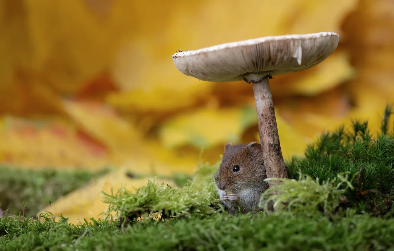 Photo wallpaper mushrooms, moss, mouse, mouse, rodent, field mouse
