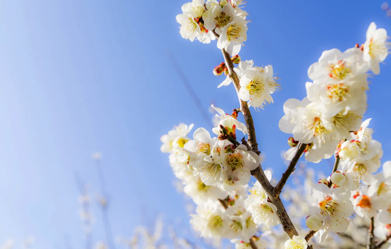 Photo wallpaper the sky, flowers, branches, spring, garden