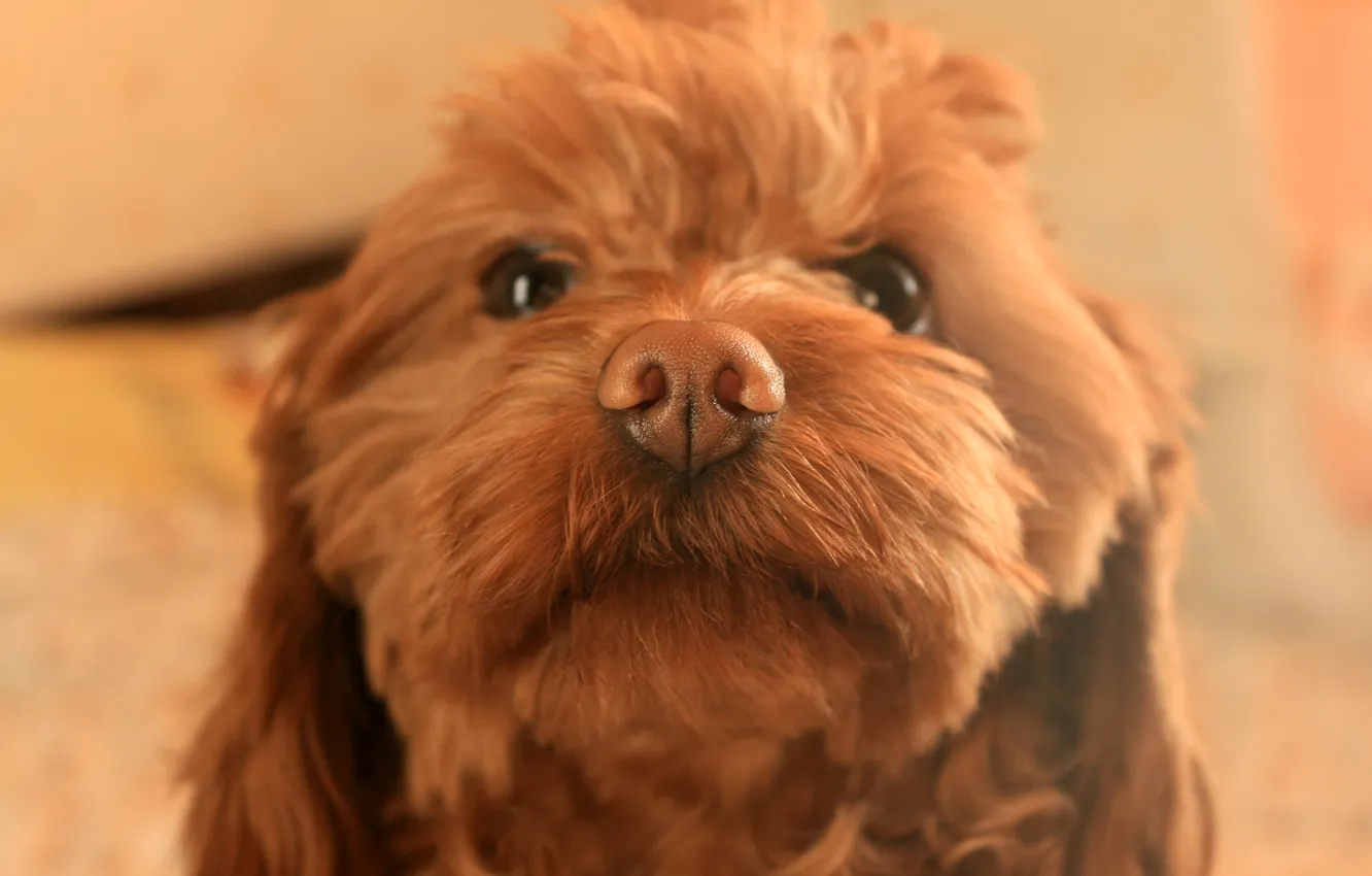Photo wallpaper face, nose, Terrier