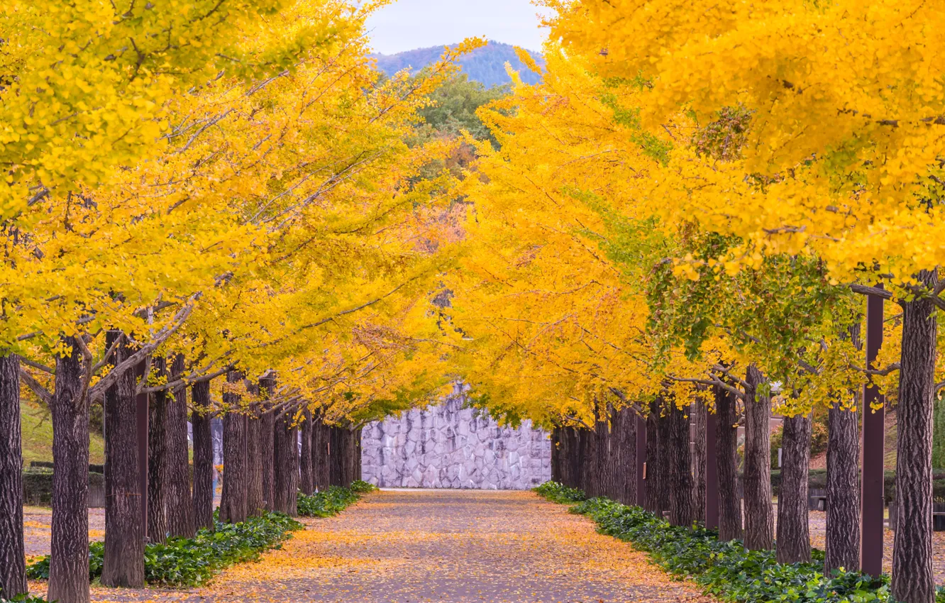 Photo wallpaper autumn, leaves, trees, Park, colorful, alley, landscape, park