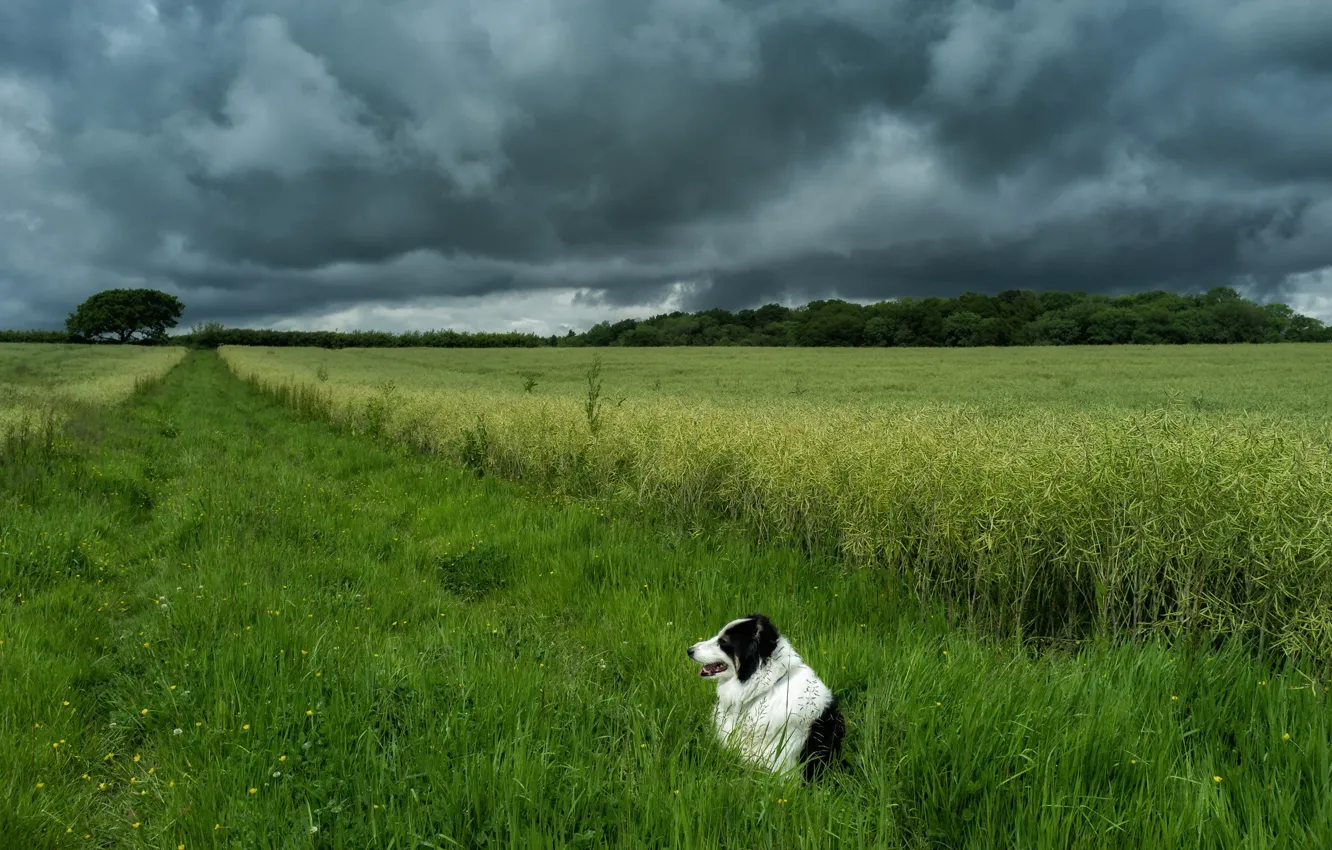 Photo wallpaper field, the sky, dog