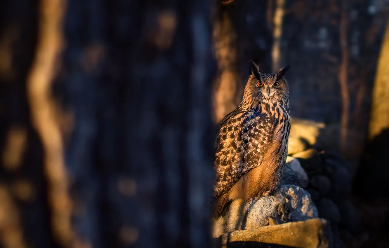 Photo wallpaper forest, light, branches, owl, bird, owl