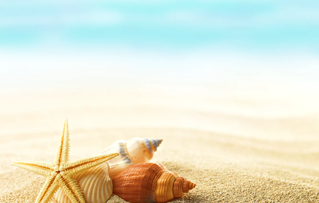 Photo wallpaper summer, shells, seashells