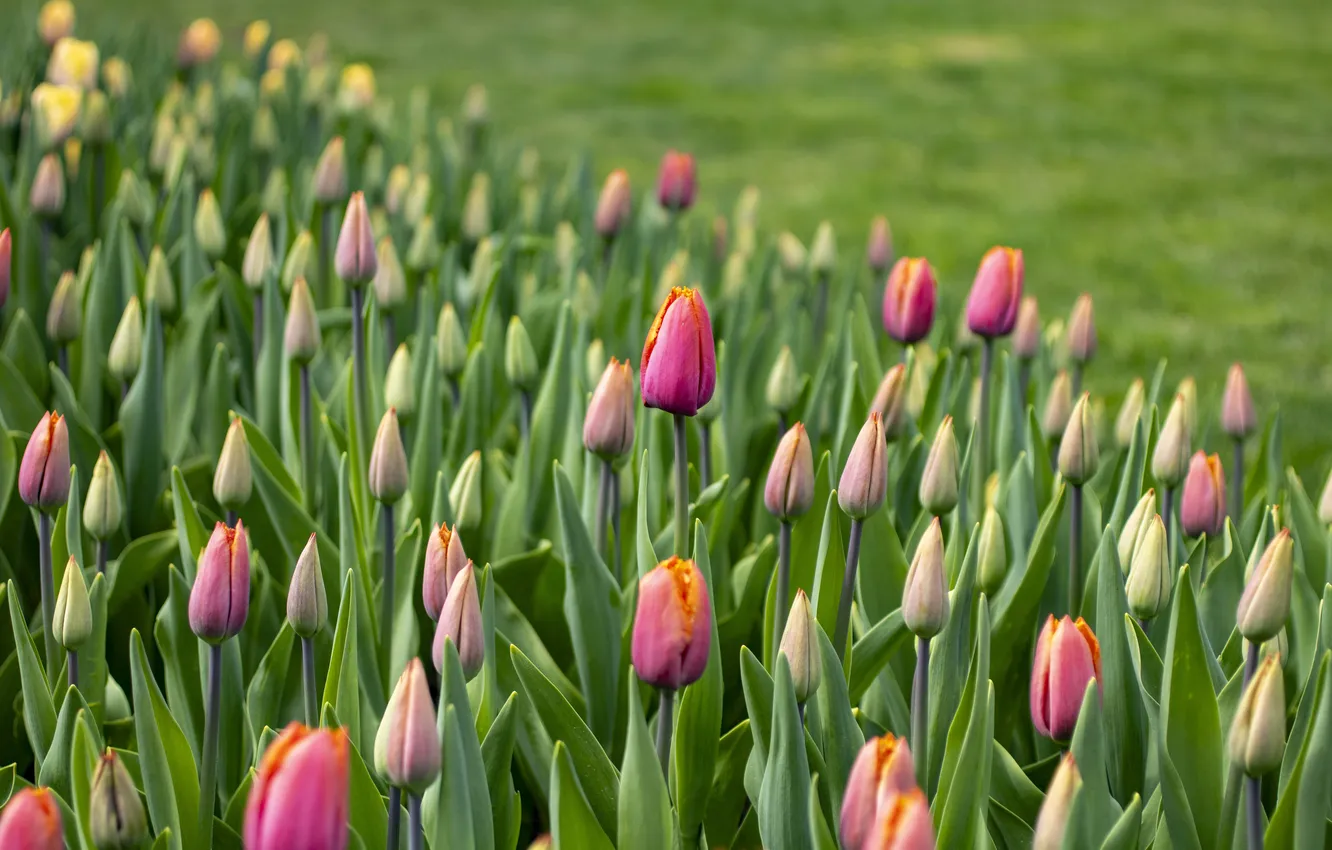 Photo wallpaper flowers, lawn, spring, garden, tulips, pink, flowerbed, butonv
