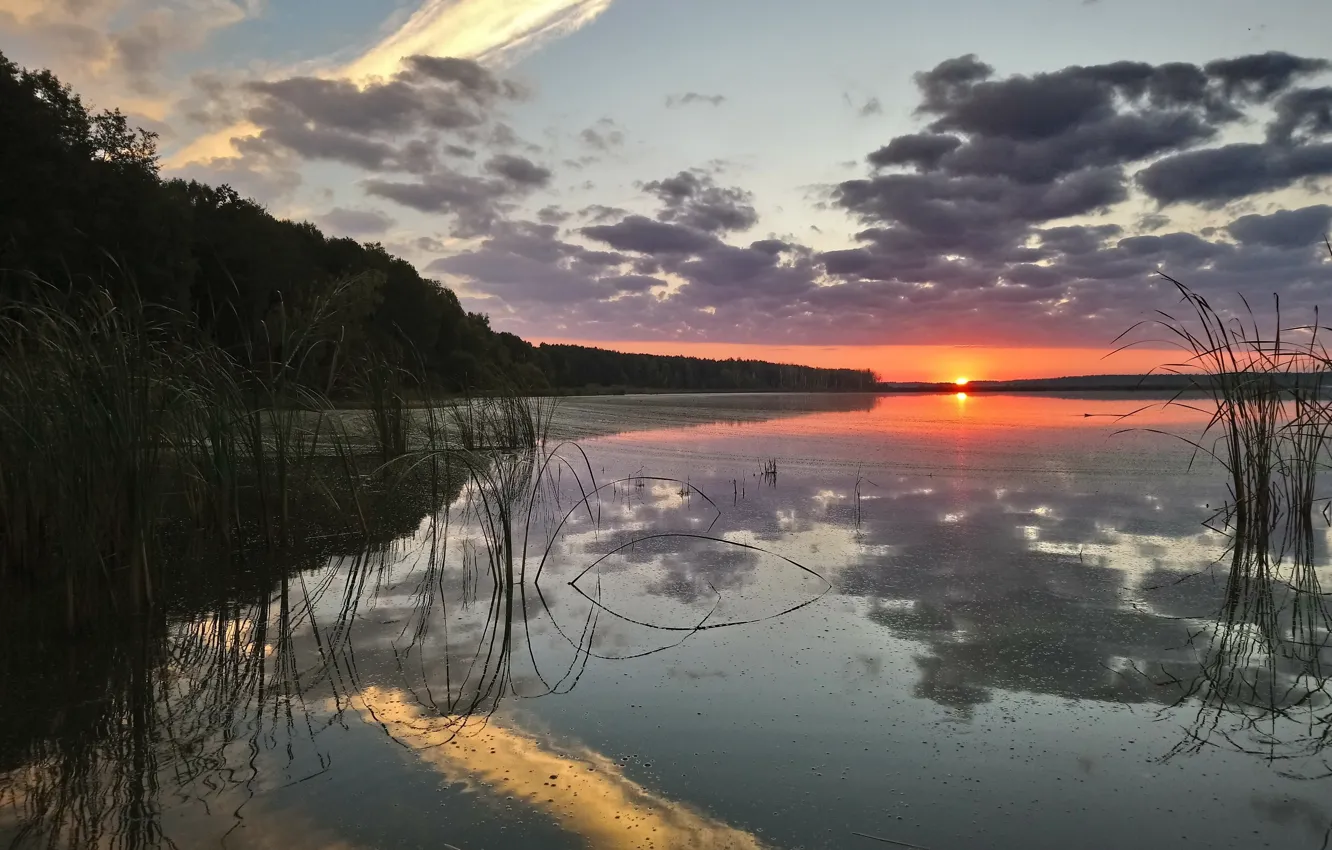 Photo wallpaper forest, the sky, clouds, river, sunrise, shore, silence, cattail
